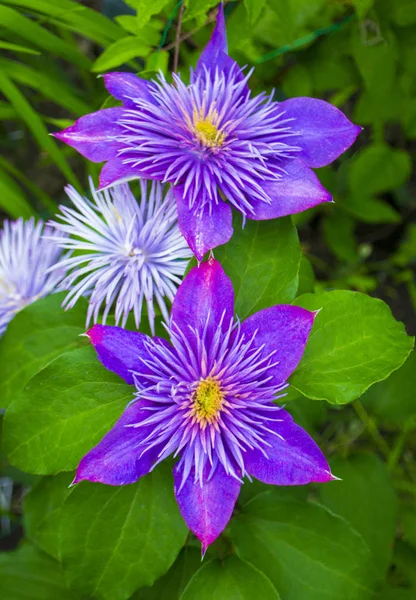 Kwiaty clematis w ogrodzie — Zdjęcie stockowe