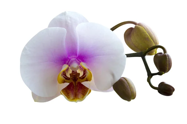 Orchidee fiori isolati su sfondo bianco — Foto Stock
