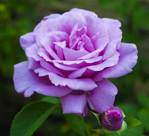 Lila ros blomade i trädgården — Stockfoto