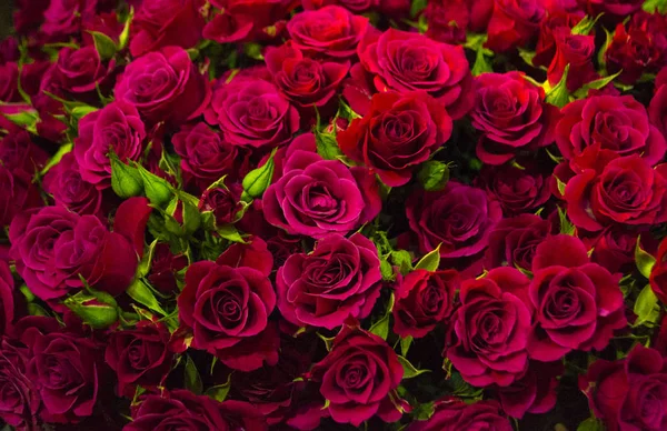Fond floral de roses rouges — Photo