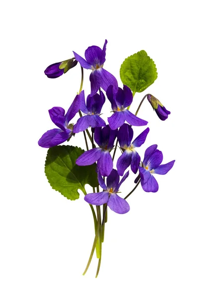 Ramo de flores violetas aisladas sobre fondo blanco — Foto de Stock