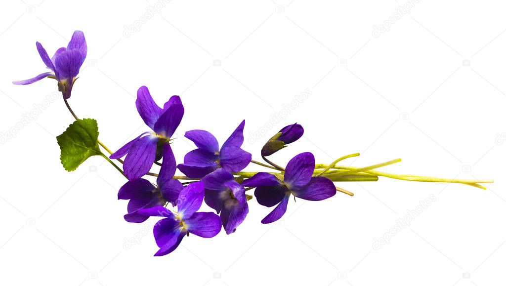 bouquet of violets isolated on white background
