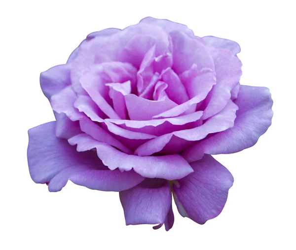 Purple rose bloomed in the garden — стоковое фото
