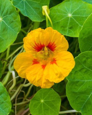 Nasturtiums güzel çiçekler. Garde Nasturtium bitkilerde