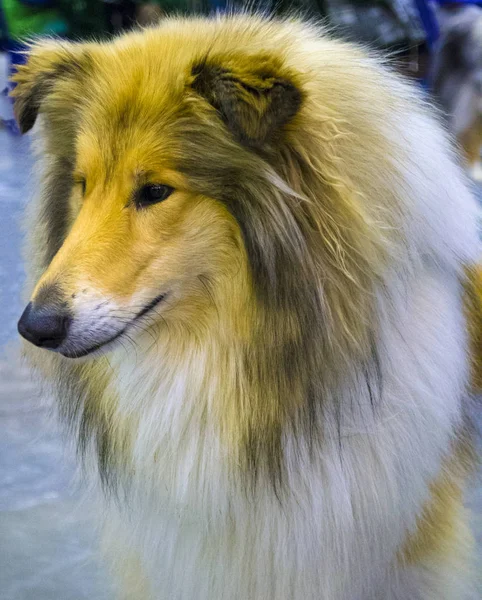 Retrato de Collie Dog. retrato de perro pastor —  Fotos de Stock