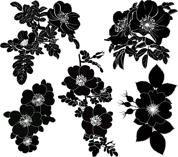 Rosehip Ensemble Couleur Isolé Sur Fond Blanc — Image vectorielle