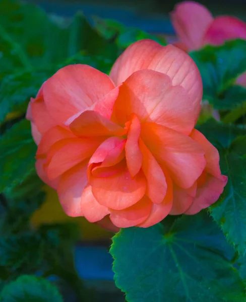 Pink flowers of a terry wax begonia — Stock Photo, Image