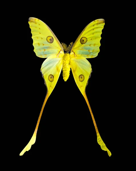 Madagascar comet butterfly isolated on black background — Stock Photo, Image