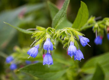 Comfrey (Symphytum officinale) organik medi kullanılan bir çiçek