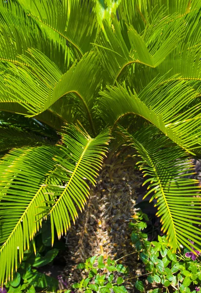 Yeşil güzel palmiye ağacı sago palmiye — Stok fotoğraf