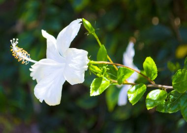 yeşil bir arka plan üzerinde beyaz ebegümeci çiçek