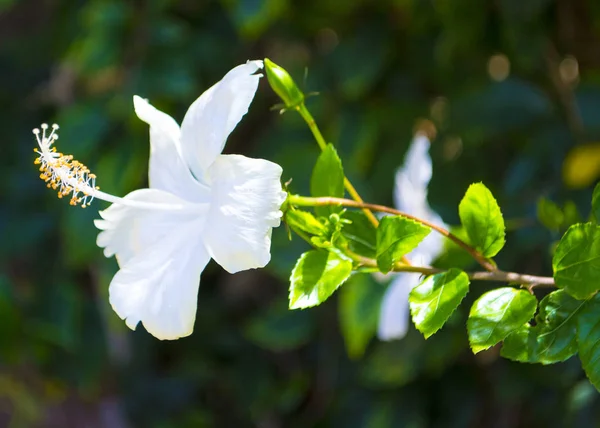 yeşil bir arka plan üzerinde beyaz ebegümeci çiçek