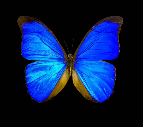 Синій морфо-метелик ізольований на чорному тлі — стокове фото