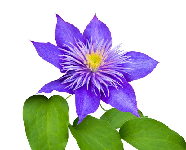 Clematis bloem geïsoleerd op witte achtergrond — Stockfoto