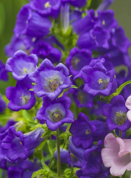Прекрасный весенний фон с цветком колокольчика Кентербери — стоковое фото