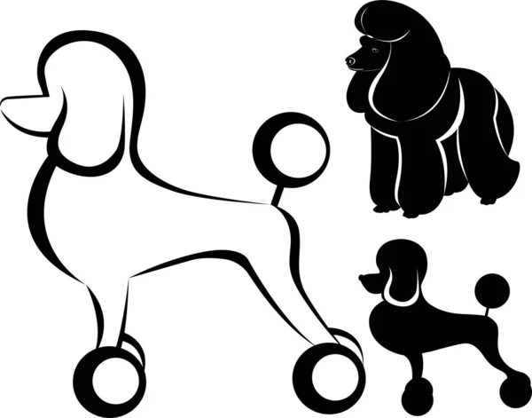 Vector Silhouette Dog Poodle — Stock Vector