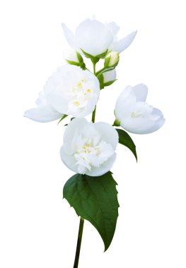 Yasemin çiçekleri beyaz arka planda izole