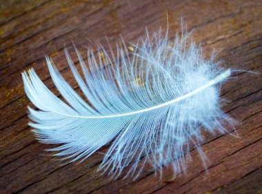 ahşap doku arka planda beyaz tüy