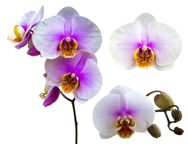 Rosa striato fiore di orchidea isolato. bouquet testa di fiore orchidea — Foto Stock
