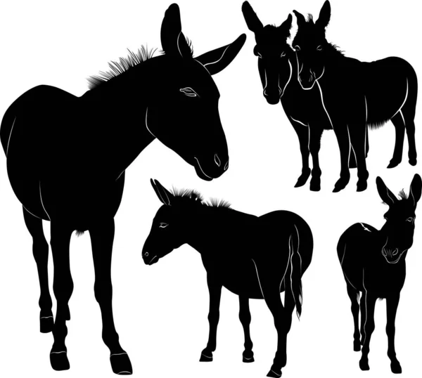 Conjunto Burros Siluetas Vector Aislado Sobre Fondo Blanco — Archivo Imágenes Vectoriales