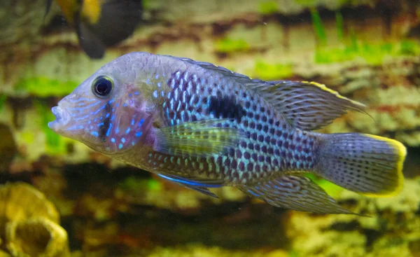 Cara azul elétrica Cichlid peixe aquário — Fotografia de Stock