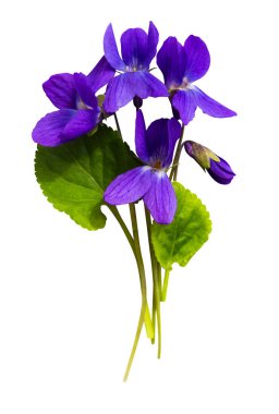 bouquet of violets isolated on white background clipart