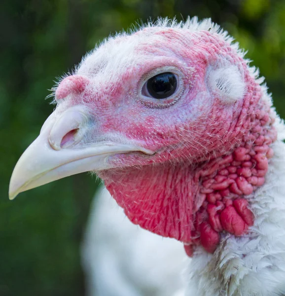 turkey bird head close up