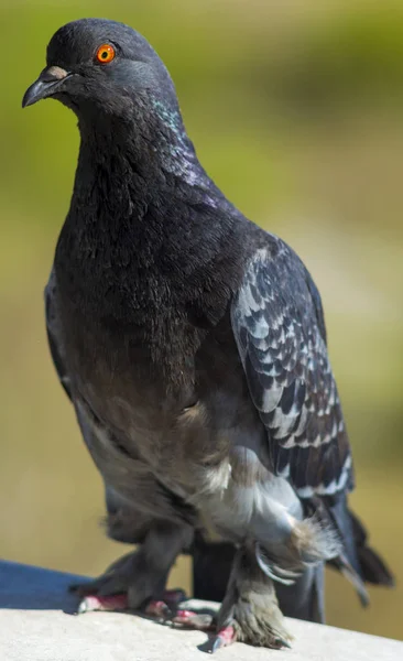 ハトの鳥がクローズアップ。バードウォッチング — ストック写真