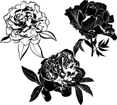 beyaz arka plan üzerinde izole şakayık çiçekler i