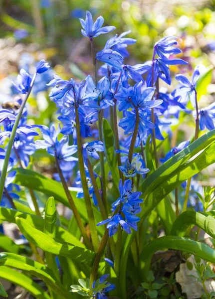 Аромат цветов Синей Силы (Squill). Синий колокол (Scilla bifol — стоковое фото