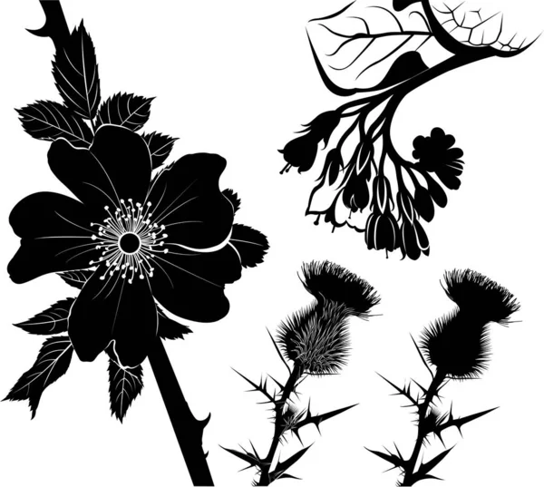 Collectie Van Bloem Silhouetten Van Medicinale Planten Smeerwortel Melk Distel — Stockvector