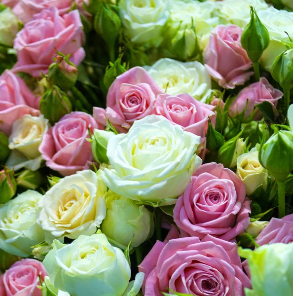 Fundo floral de rosas. fundo festivo de branco e pino — Fotografia de Stock
