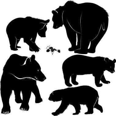 Ayı siluetleri seti. Vektör Ayılar Koleksiyonu