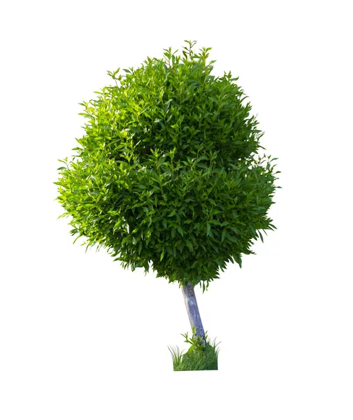 Buxus Bush geïsoleerd op een witte achtergrond — Stockfoto