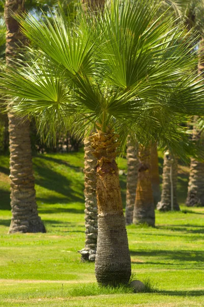 Palm Alley. Palm Plant närbild — Stockfoto