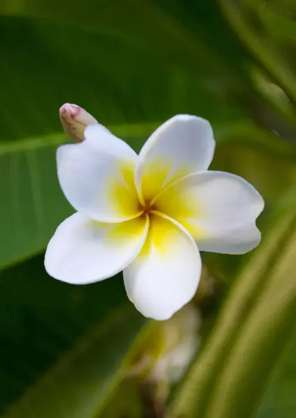 Біло-жовті квіти сливи на дереві — стокове фото
