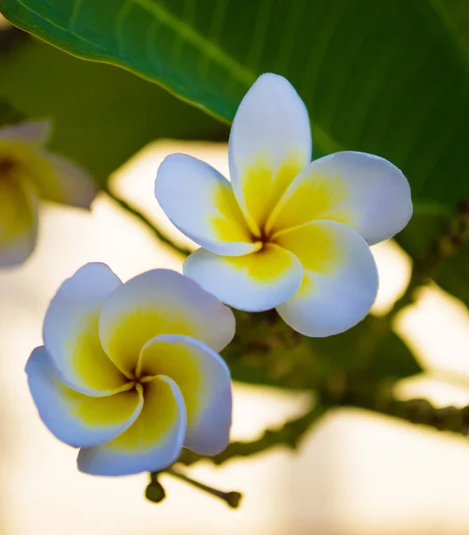 Witte en gele plumeria bloemen op een boom — Stockfoto