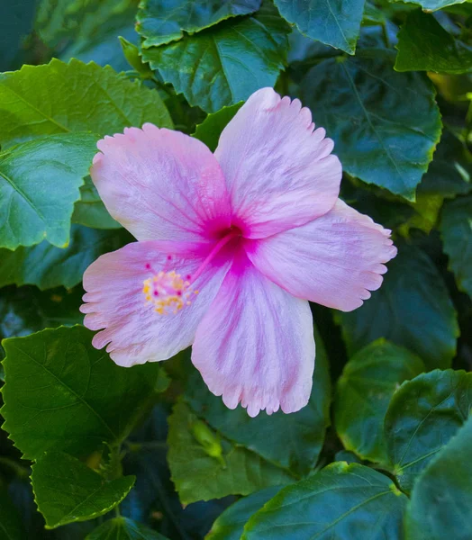 Rote Hibiskusblüte auf grünem Hintergrund — Stockfoto