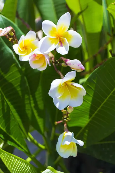 Flores de plumeria brancas e amarelas em uma árvore . — Fotografia de Stock