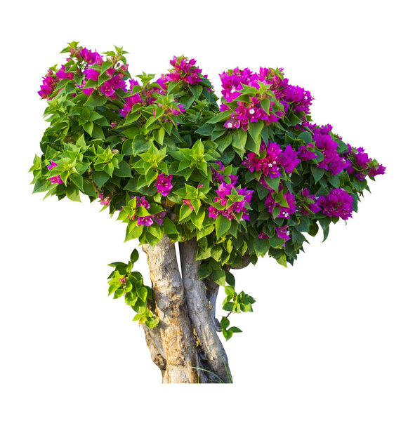 Pink Bougainvillea tree isolated on white background