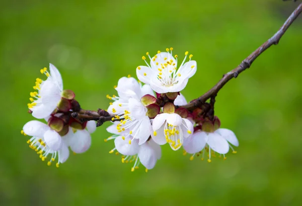 Branche florale de cerise sur fond vert — Photo