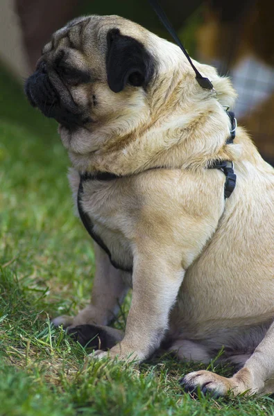 pug dog portrait. Pug dog lying on the lawn in summer