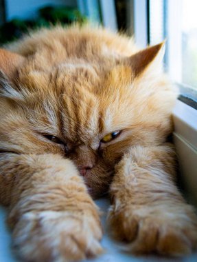 evcil kırmızı kedi portresi