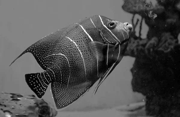 Akvaryum Melek Balığının Siyah Beyaz Fotoğrafı — Stok fotoğraf