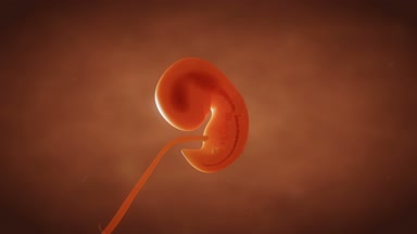 İnsan embriyo fetus büyüme yakın çekim