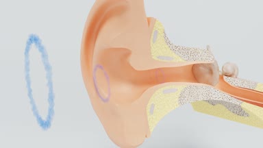 Ses dalgaları işitme membran etkiler. İç kulak modeli.