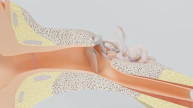 Ses dalgaları sinir sinyalleri dönüştürülür. İç kulak modeli.