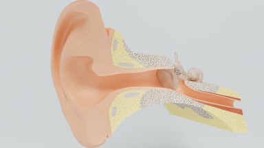 İç kulak iç yapısı. Kulak bölümünde.