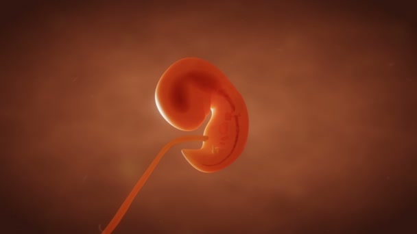 胎児胎児の成長のクローズ アップ — ストック動画