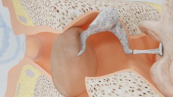 声波会影响听觉膜 锤骨和砧骨特写 内耳模型 — 图库视频影像